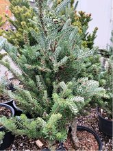 Jedle korejsk - Abies koreana SILBERLOCKE, C 5 l