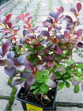 Dil Thunbergv - Berberis thunb. ATROPURPUREA, C 1 l