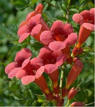 Truba popnav - Campsis radicans FLAMENCO - erven, C 1,6 l