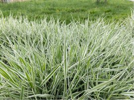 Trs rkosovit - Arundo donax VARIEGATA COMPACT