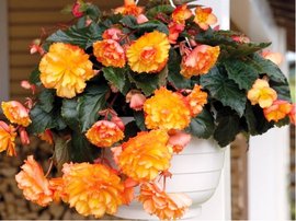 Begnie hlznat ILLUMINATION GOLDEN PICOTEE - lut