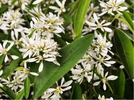 Pryec tezalkovit - Euphorbia hypericifolia SNOW BLIZZARD DOUBLE
