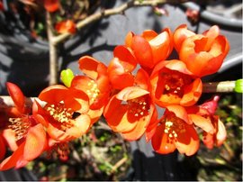 Kdoulovec ndhern - Chaenomeles sup. ORANGE TRAIL, C 2,5 l