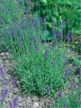 Levandule lkask - Lavandula angustifolia, P 14