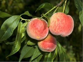 Broskvo FRUTERIA  - podno br. semen v kontejneru
