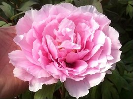 Pivoka nsk SARAH BERNHARDT - svtle rov
