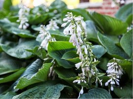 Hosta sieboldiana ELEGANS