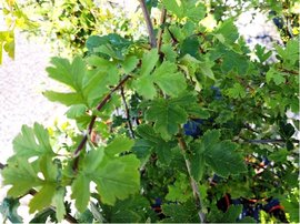 Hloh jednosemenn - Crataegus monogyna
