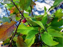 Kruina olov - Rhamnus frangula
