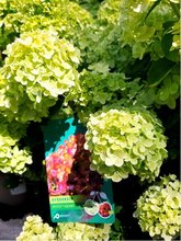 Hortenzie latnatá - Hydrangea paniculata PETITE® CHERRY - sv. zelená, C 5 l