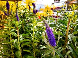 Rozrazil klasnat - Veronica spicata CHRISTA