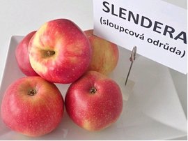 Sloupovit jablo SLENDERA