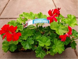 Pelargonie pevisl 10 pack - plnokvt