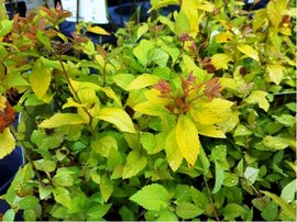 Tavolnk japonsk - Spiraea japonica GOLDEN PRINCESS, C 1 l
