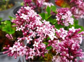 ek Meyerv - Syringa meyeri PALIBIN - kmen 90cm