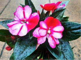 Balzamna New Guinea - Impatiens K11