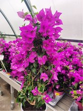 Bougainvillea pyramida, P 14