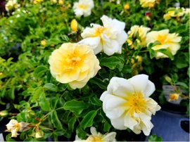 Růže miniaturní Kordes SUNNY ROSE® - žlutá