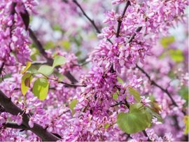 Zmarlika Jidova - Cercis siliquastrum, C 1,5 l