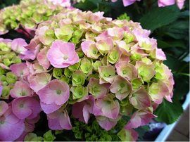 Hortenzie velkolist - Hydrangea ma. PINK EVER BELLES - rov