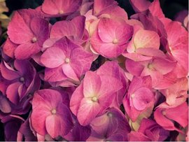Hortenzie latnatá - Hydrangea paniculata WIM´S RED® - vínová