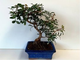Řečík lentišek - Pistacia lentiscus - 7 letá bonsai