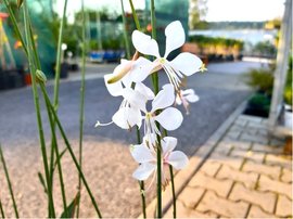 Svkovec - Gaura lindh. WHIRLING BUTTERFLIES - bl
