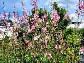 Svkovec - Gaura lindh. ROSY JANE - rovobl