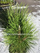 Borovice kle - Pinus mugo PYRAMIDALIS, C 3 l