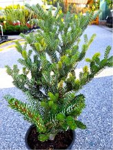 Jedle korejsk - Abies koreana SILBERLOCKE, C 3 l