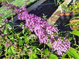 Buddleja davidii PINK DELIGHT- rov