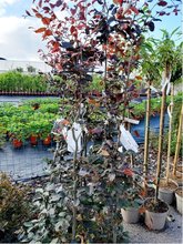 Buk lesn - Fagus sylvatica ATROPUNICEA, C 7,5 l