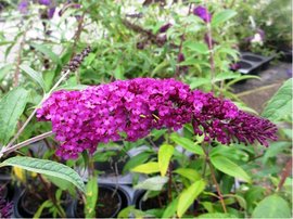 Buddleja davidii ROYAL RED - purpurov, C 1 l