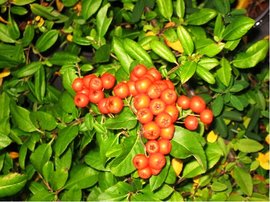 Hlohyn - Pyracantha ORANGE GLOW - oranov, C 1 l