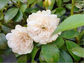 Růže WHITE FAIRY - půdopokryvná, bílá