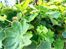 Kontryhel mkk - Alchemilla mol. SELECT