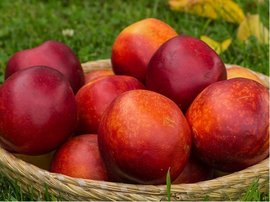 Nektarinka CRIMSON GOLD - podno Montclar v kontejneru