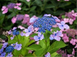 Hortenzie pilovit - Hydrangea serrata BLUEBIRD - modr