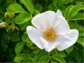 Re svraskal - Rosa rugosa ALBA - bl