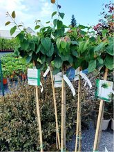 Zmarlink japonsk - Cercidiphyllum japonicum GLOWBALL - kmen 100cm