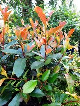 Blskavka - Photinia fraseri RED ROBIN, C 1,5 l