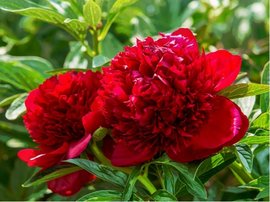 Pivoka nsk RED CHARM - erven
