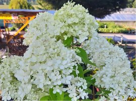 Hortenzie latnat - Hydrangea paniculata GRANDIFLORA - bl, C 1,4 l