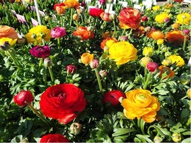 Pryskynk - Ranunculus, K10