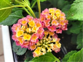 Lantana BandoleroTM LYCHEE - rovolut