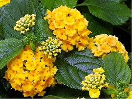 Lantana BandoleroTM PINEAPPLE - lut