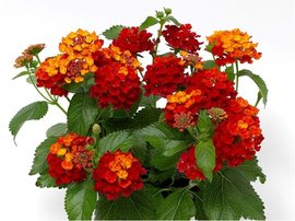 Lantana BandoleroTM RED - erven