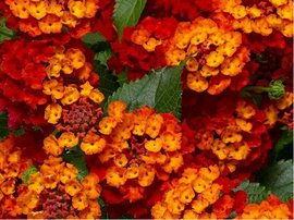 Lantana BandoleroTM HOT BLOODED RED - erven