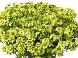 Verbena LANAI GREEN APPLE - sv. zelen