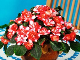 Balzamna Sillhouette Red Star - erven s blm pruhem